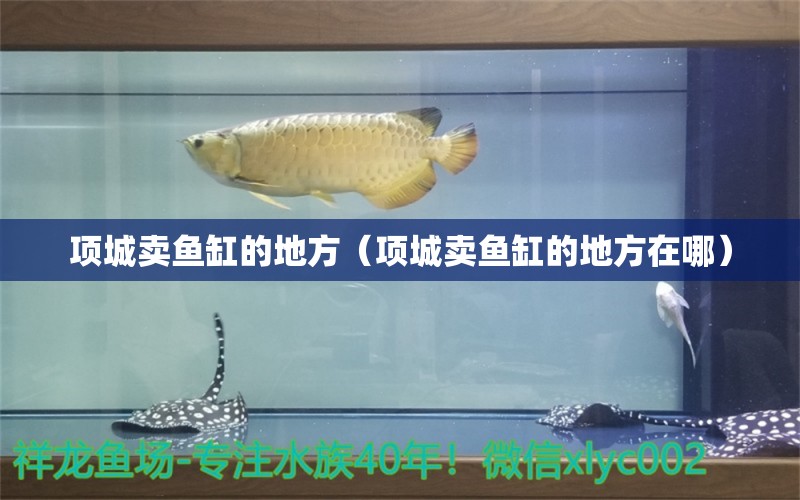 項(xiàng)城賣魚缸的地方（項(xiàng)城賣魚缸的地方在哪） 水族世界