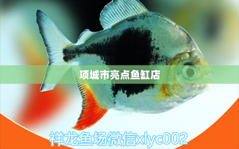 項(xiàng)城市亮點(diǎn)魚(yú)缸店 全國(guó)水族館企業(yè)名錄