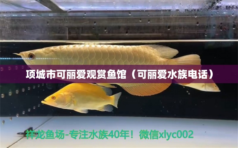 項(xiàng)城市可麗愛(ài)觀賞魚(yú)館（可麗愛(ài)水族電話）