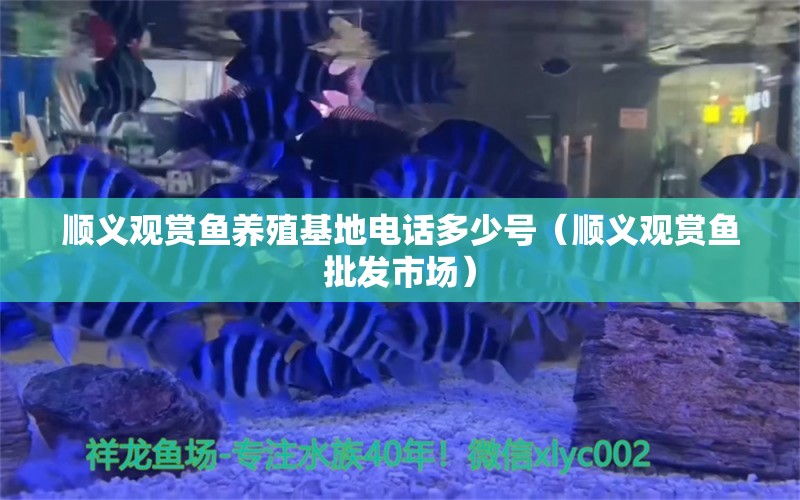 順義觀賞魚養(yǎng)殖基地電話多少號（順義觀賞魚批發(fā)市場） 黑桃A魚苗