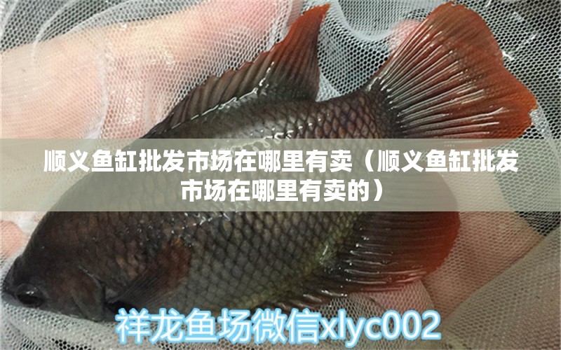 順義魚缸批發(fā)市場在哪里有賣（順義魚缸批發(fā)市場在哪里有賣的）