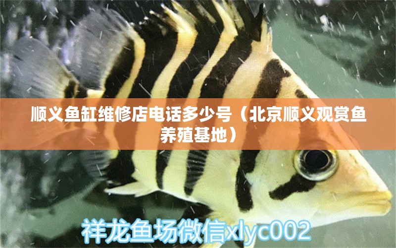 順義魚缸維修店電話多少號(hào)（北京順義觀賞魚養(yǎng)殖基地） 印尼虎苗