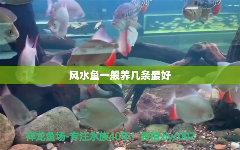 風水魚一般養(yǎng)幾條最好