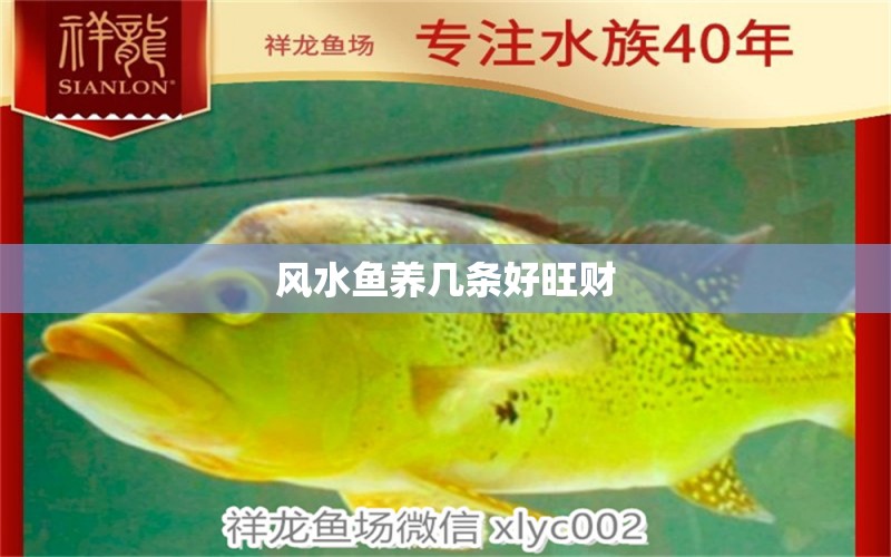 風(fēng)水魚養(yǎng)幾條好旺財(cái)