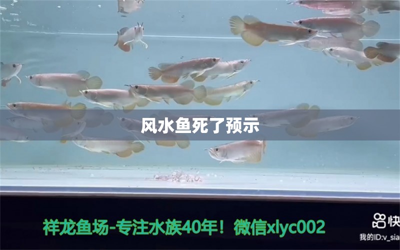 風(fēng)水魚死了預(yù)示 魚缸風(fēng)水