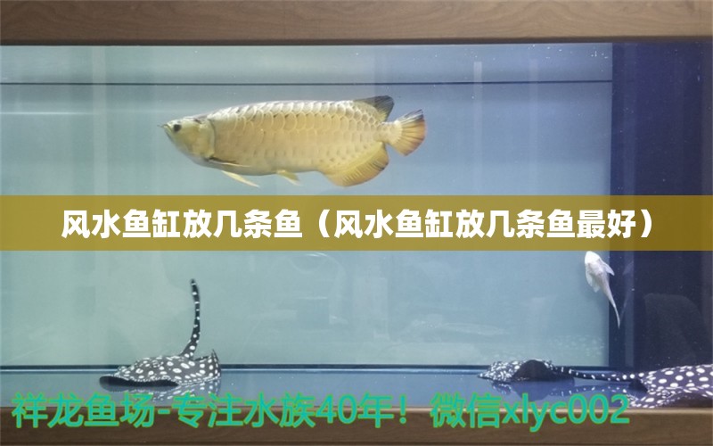 風(fēng)水魚缸放幾條魚（風(fēng)水魚缸放幾條魚最好）