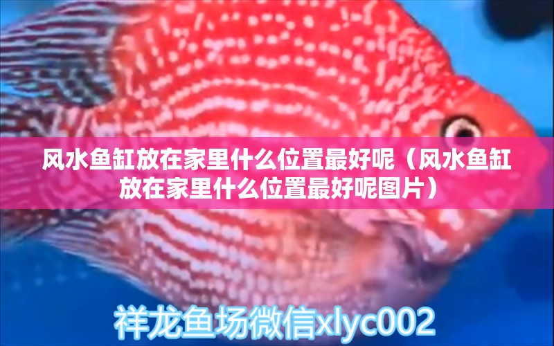 風(fēng)水魚缸放在家里什么位置最好呢（風(fēng)水魚缸放在家里什么位置最好呢圖片）