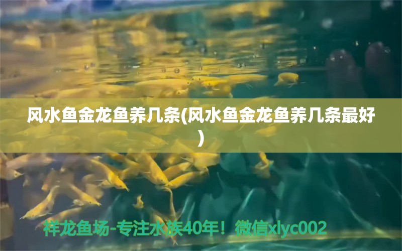 風水魚金龍魚養(yǎng)幾條(風水魚金龍魚養(yǎng)幾條最好) 魚缸風水 第1張