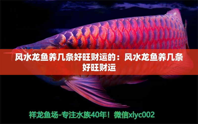 風(fēng)水龍魚養(yǎng)幾條好旺財(cái)運(yùn)的：風(fēng)水龍魚養(yǎng)幾條好旺財(cái)運(yùn) 水族問答 第2張