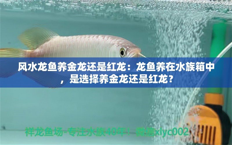 風(fēng)水龍魚養(yǎng)金龍還是紅龍：龍魚養(yǎng)在水族箱中，是選擇養(yǎng)金龍還是紅龍？ 水族問答 第1張