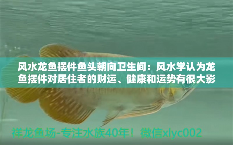 風(fēng)水龍魚(yú)擺件魚(yú)頭朝向衛(wèi)生間：風(fēng)水學(xué)認(rèn)為龍魚(yú)擺件對(duì)居住者的財(cái)運(yùn)、健康和運(yùn)勢(shì)有很大影響 水族問(wèn)答 第2張