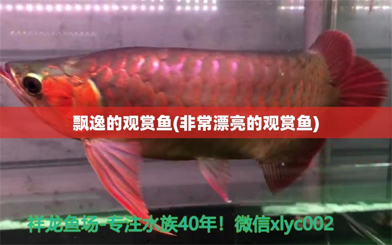 飄逸的觀賞魚(非常漂亮的觀賞魚) 羽毛刀魚苗