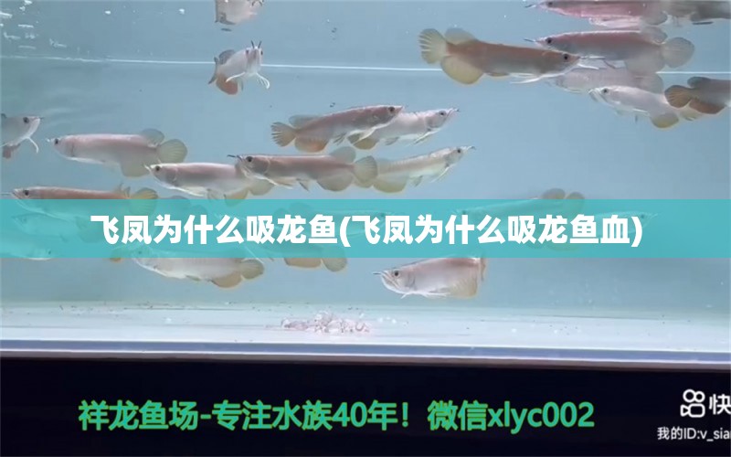 飛鳳為什么吸龍魚(飛鳳為什么吸龍魚血) BD魟魚