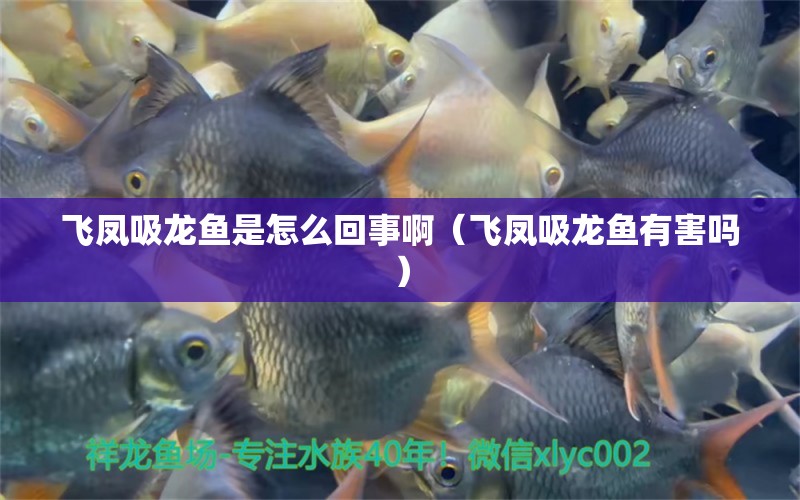 飛鳳吸龍魚是怎么回事啊（飛鳳吸龍魚有害嗎） 祥龍水族醫(yī)院