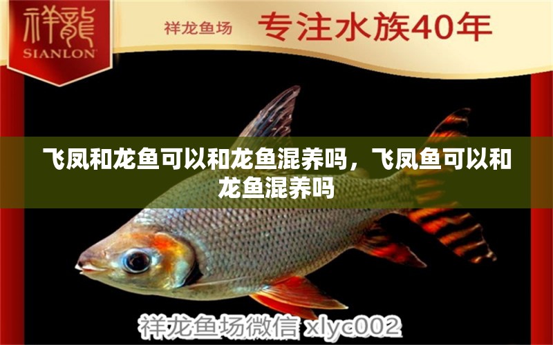 飛鳳和龍魚可以和龍魚混養(yǎng)嗎，飛鳳魚可以和龍魚混養(yǎng)嗎