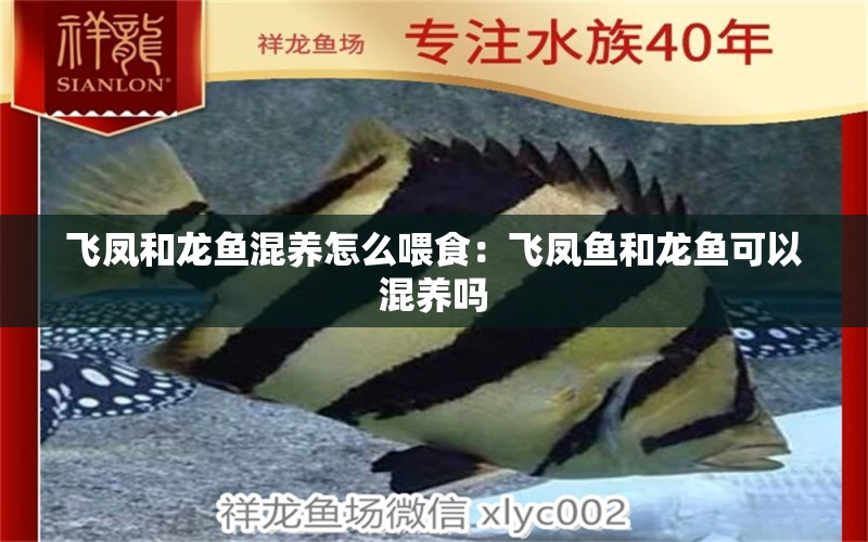 飛鳳和龍魚(yú)混養(yǎng)怎么喂食：飛鳳魚(yú)和龍魚(yú)可以混養(yǎng)嗎 水族問(wèn)答 第1張