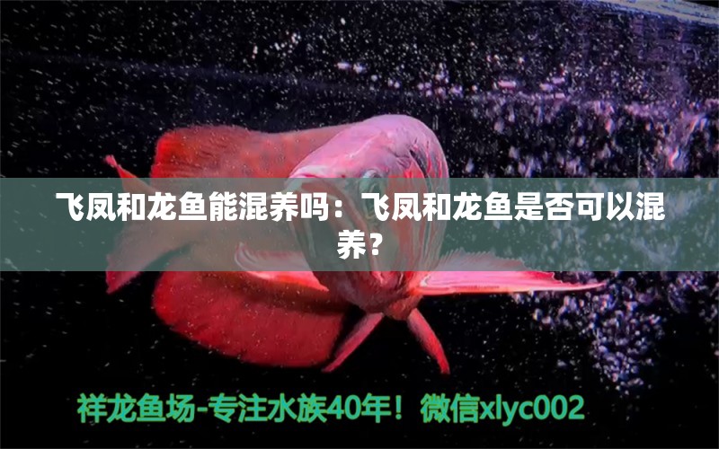 飛鳳和龍魚能混養(yǎng)嗎：飛鳳和龍魚是否可以混養(yǎng)？ 水族問答 第2張