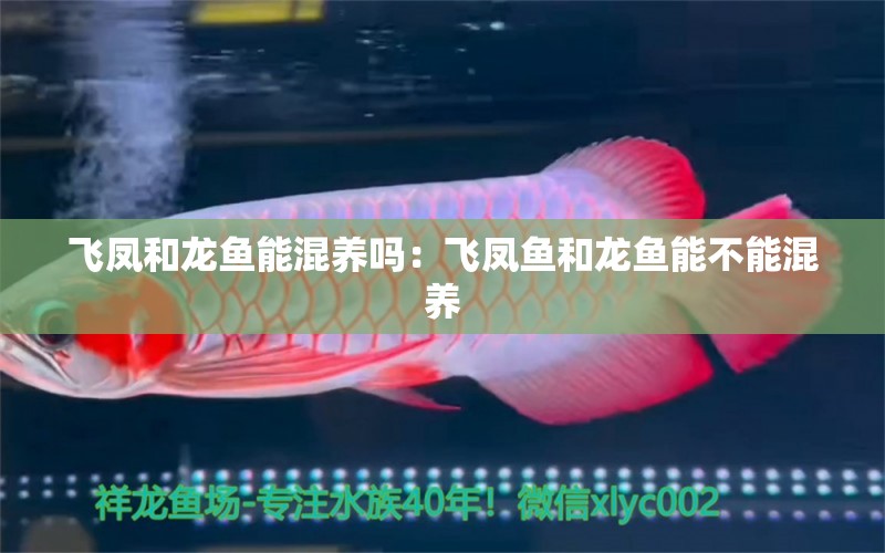 飛鳳和龍魚能混養(yǎng)嗎：飛鳳魚和龍魚能不能混養(yǎng)