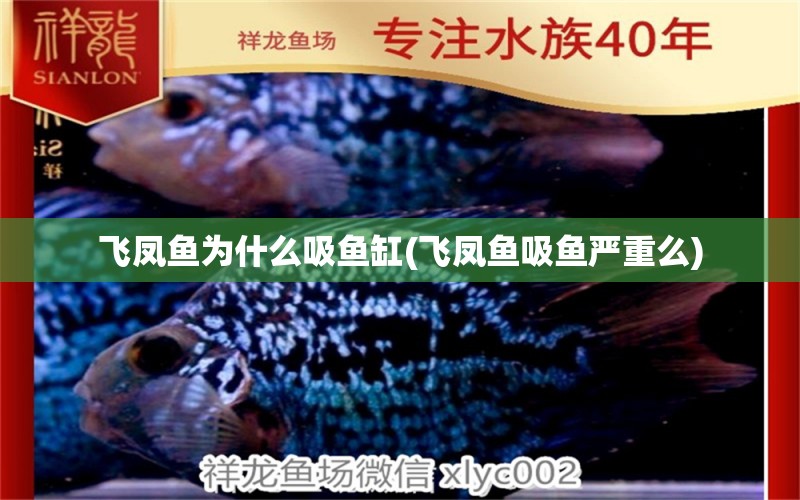 飛鳳魚(yú)為什么吸魚(yú)缸(飛鳳魚(yú)吸魚(yú)嚴(yán)重么) 飛鳳魚(yú)