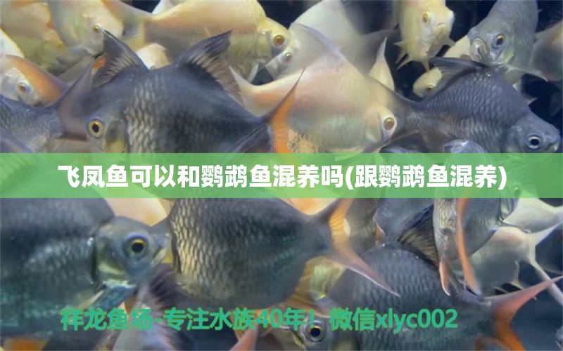 飛鳳魚可以和鸚鵡魚混養(yǎng)嗎(跟鸚鵡魚混養(yǎng)) 鸚鵡魚