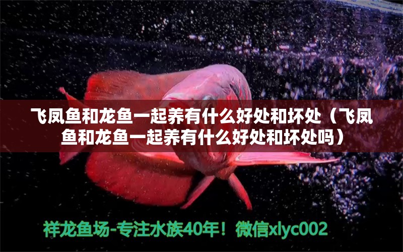 飛鳳魚和龍魚一起養(yǎng)有什么好處和壞處（飛鳳魚和龍魚一起養(yǎng)有什么好處和壞處嗎）