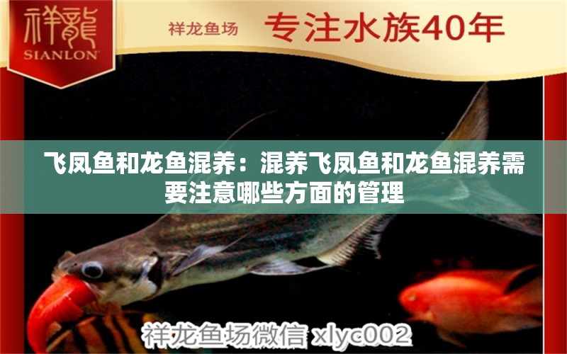 飛鳳魚和龍魚混養(yǎng)：混養(yǎng)飛鳳魚和龍魚混養(yǎng)需要注意哪些方面的管理 水族問答