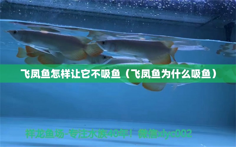 飛鳳魚怎樣讓它不吸魚（飛鳳魚為什么吸魚）