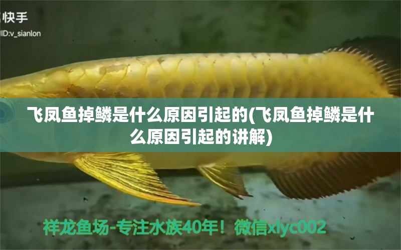 飛鳳魚掉鱗是什么原因引起的(飛鳳魚掉鱗是什么原因引起的講解) 飛鳳魚