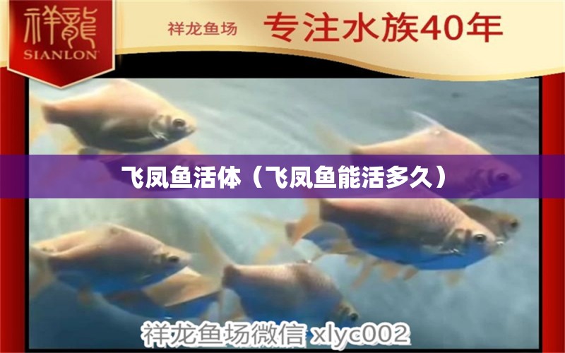 飛鳳魚活體（飛鳳魚能活多久）