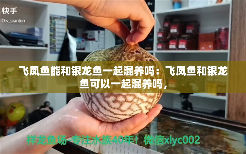 飛鳳魚能和銀龍魚一起混養(yǎng)嗎：飛鳳魚和銀龍魚可以一起混養(yǎng)嗎， 水族問答 第1張