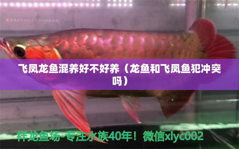 飛鳳龍魚混養(yǎng)好不好養(yǎng)（龍魚和飛鳳魚犯沖突嗎）