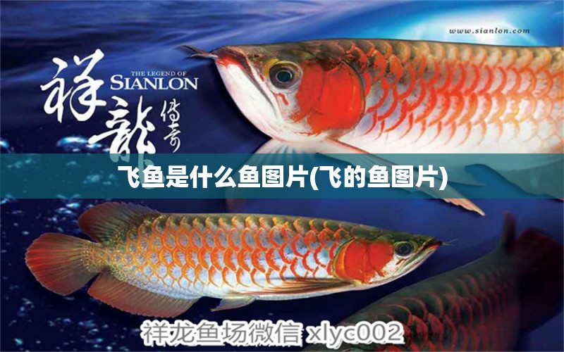 飛魚是什么魚圖片(飛的魚圖片) 黃金鴨嘴魚