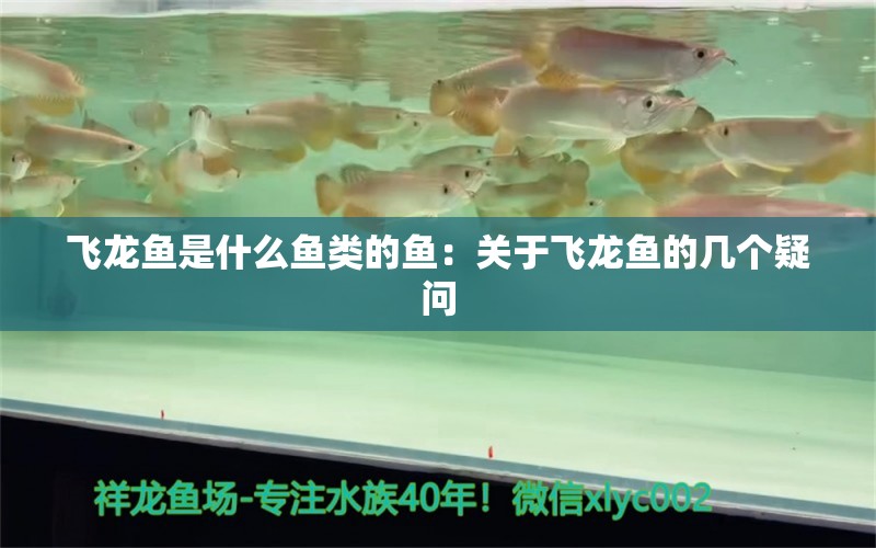 飛龍魚是什么魚類的魚：關于飛龍魚的幾個疑問 水族問答 第2張