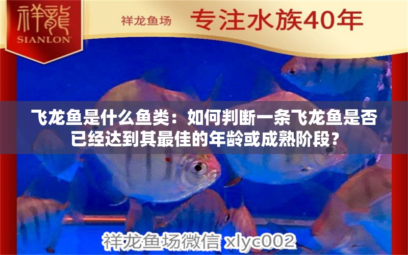 飛龍魚是什么魚類：如何判斷一條飛龍魚是否已經(jīng)達(dá)到其最佳的年齡或成熟階段？ 水族問答 第2張