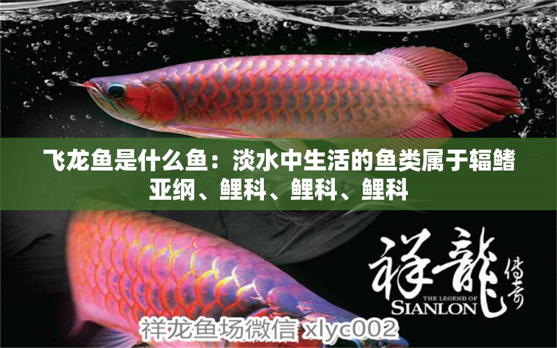 飛龍魚(yú)是什么魚(yú)：淡水中生活的魚(yú)類(lèi)屬于輻鰭亞綱、鯉科、鯉科、鯉科 水族問(wèn)答 第2張