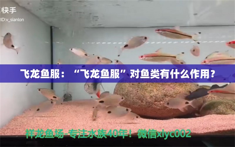 飛龍魚服：“飛龍魚服”對魚類有什么作用？ 水族問答 第2張