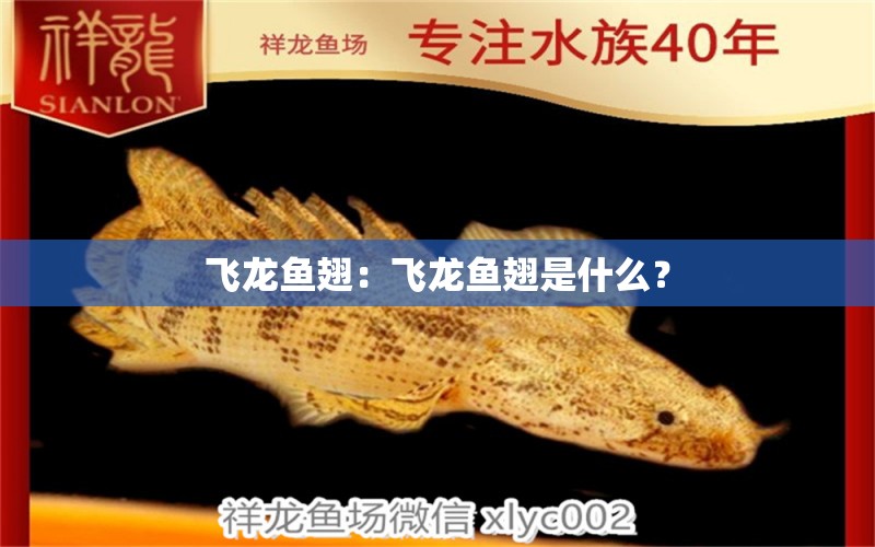 飛龍魚翅：飛龍魚翅是什么？ 水族問答