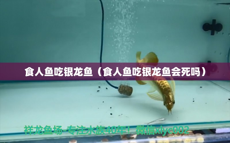 食人魚吃銀龍魚（食人魚吃銀龍魚會死嗎）