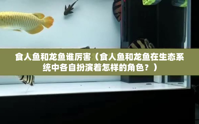 食人魚和龍魚誰厲害（食人魚和龍魚在生態(tài)系統(tǒng)中各自扮演著怎樣的角色？） 水族問答 第1張