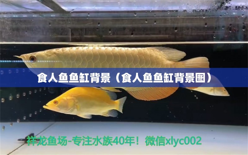 食人魚(yú)魚(yú)缸背景（食人魚(yú)魚(yú)缸背景圖）