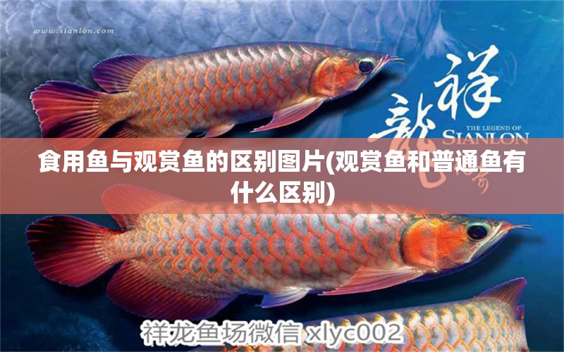 食用魚與觀賞魚的區(qū)別圖片(觀賞魚和普通魚有什么區(qū)別) 白子銀龍魚苗