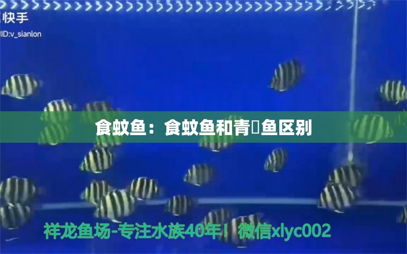 食蚊魚：食蚊魚和青鳉魚區(qū)別 黃金招財貓魚