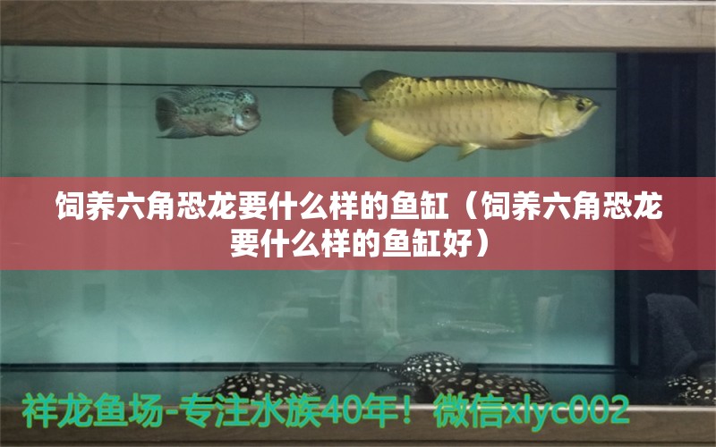 飼養(yǎng)六角恐龍要什么樣的魚缸（飼養(yǎng)六角恐龍要什么樣的魚缸好） 廣州龍魚批發(fā)市場