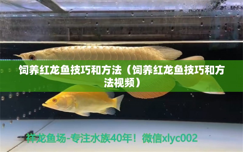 飼養(yǎng)紅龍魚技巧和方法（飼養(yǎng)紅龍魚技巧和方法視頻）