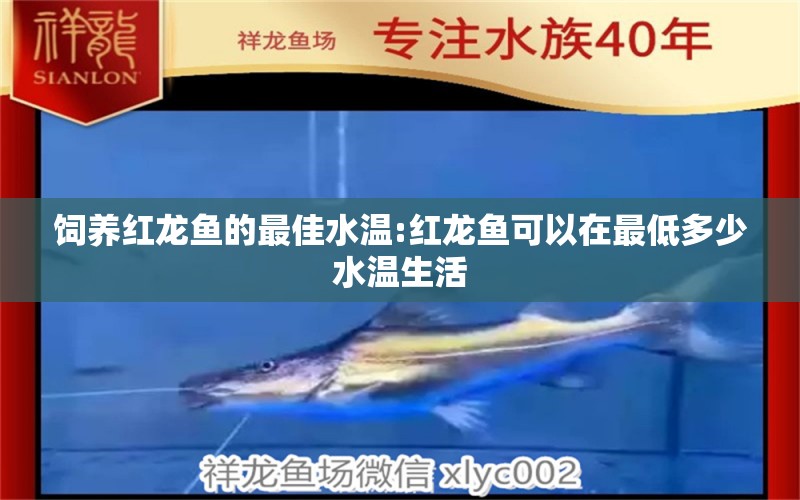 飼養(yǎng)紅龍魚(yú)的最佳水溫:紅龍魚(yú)可以在最低多少水溫生活 龍魚(yú)批發(fā)