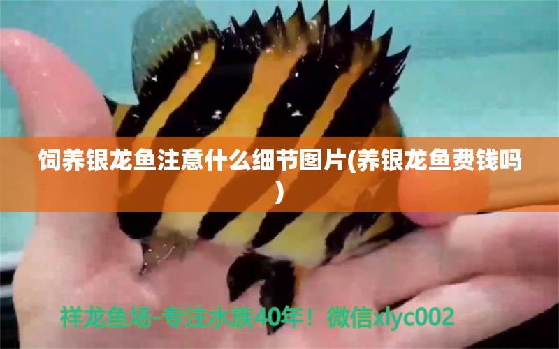 飼養(yǎng)銀龍魚注意什么細(xì)節(jié)圖片(養(yǎng)銀龍魚費錢嗎)