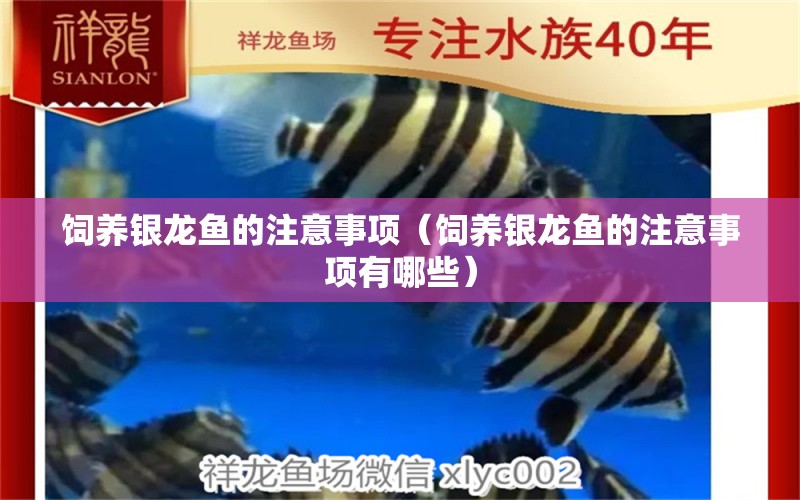 飼養(yǎng)銀龍魚(yú)的注意事項(xiàng)（飼養(yǎng)銀龍魚(yú)的注意事項(xiàng)有哪些） 銀龍魚(yú)