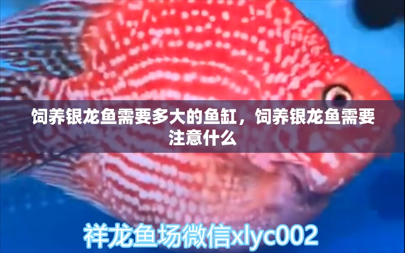 飼養(yǎng)銀龍魚需要多大的魚缸，飼養(yǎng)銀龍魚需要注意什么 銀龍魚