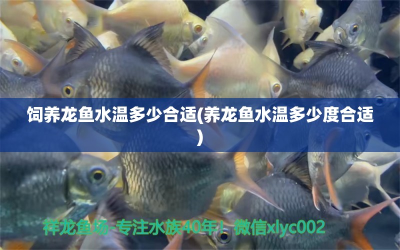 飼養(yǎng)龍魚(yú)水溫多少合適(養(yǎng)龍魚(yú)水溫多少度合適) 金頭過(guò)背金龍魚(yú) 第1張