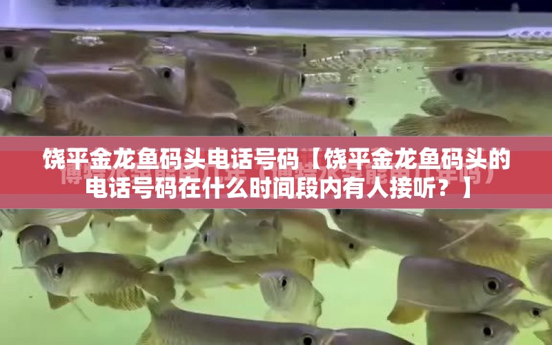 饒平金龍魚碼頭電話號碼【饒平金龍魚碼頭的電話號碼在什么時間段內(nèi)有人接聽？】 水族問答 第1張